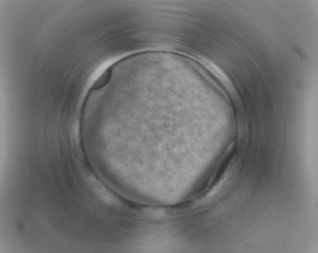 X0000113630956200910162013