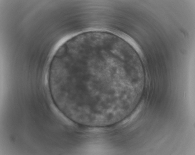 X0000113630958200910162013