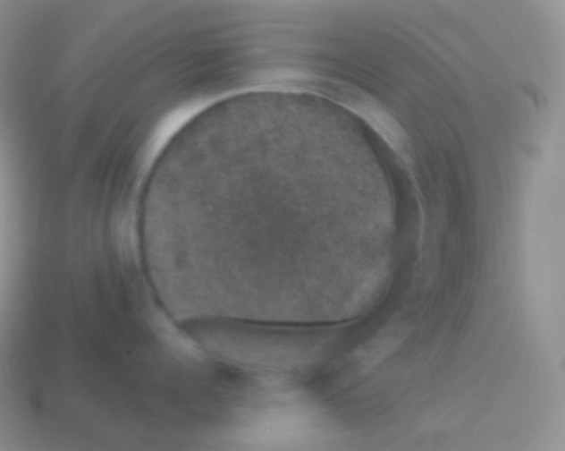 X0000113630960200910162013