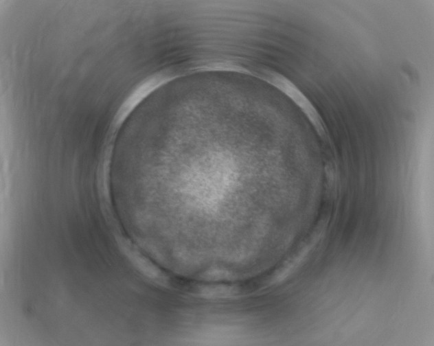 X0000113631002200910162011