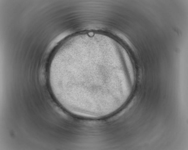 X0000113631018200910162011