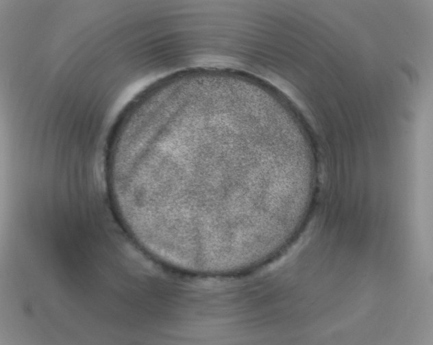 X0000113631022200910162011