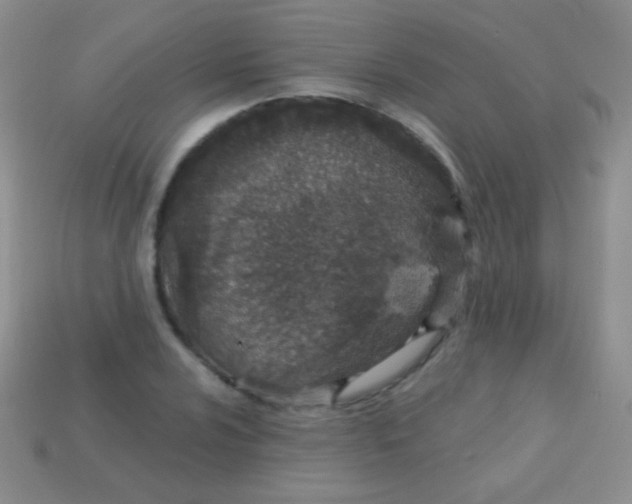 X0000113631024200910162011