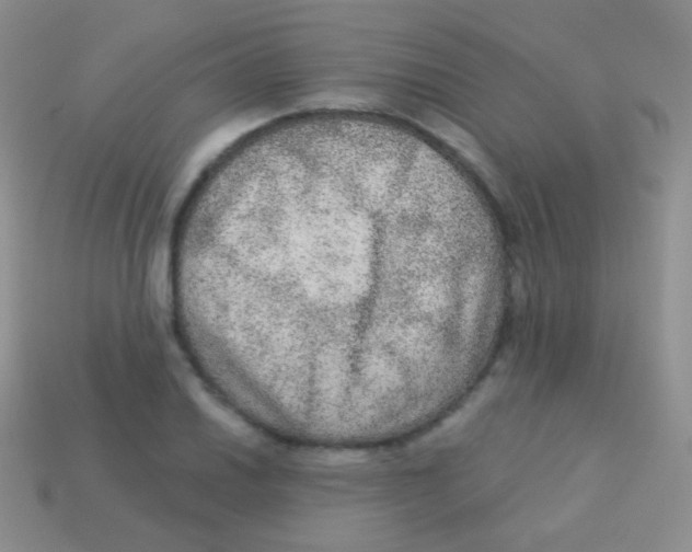 X0000113631030200910162011