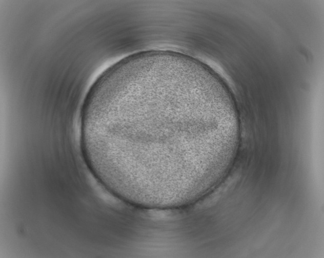 X0000113631032200910162011