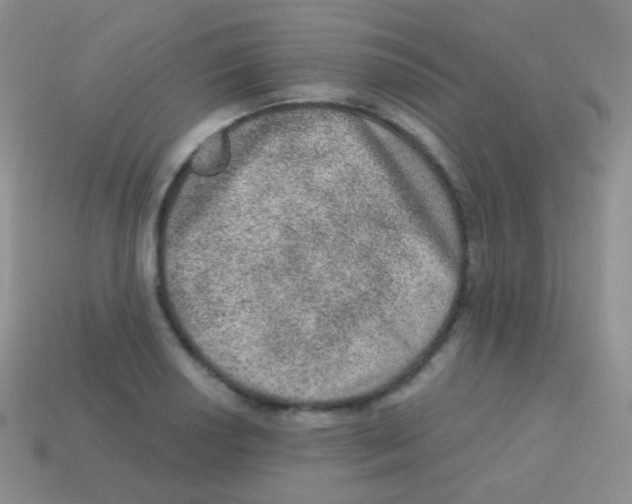 X0000113631034200910162011