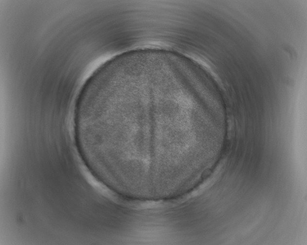 X0000113631038200910162011