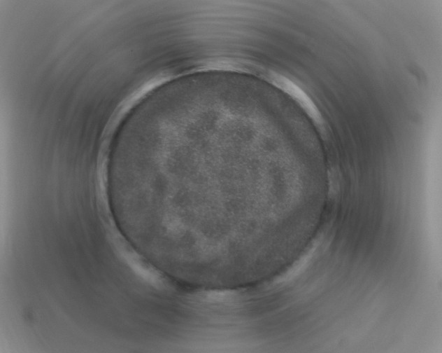 X0000113631043200910162011