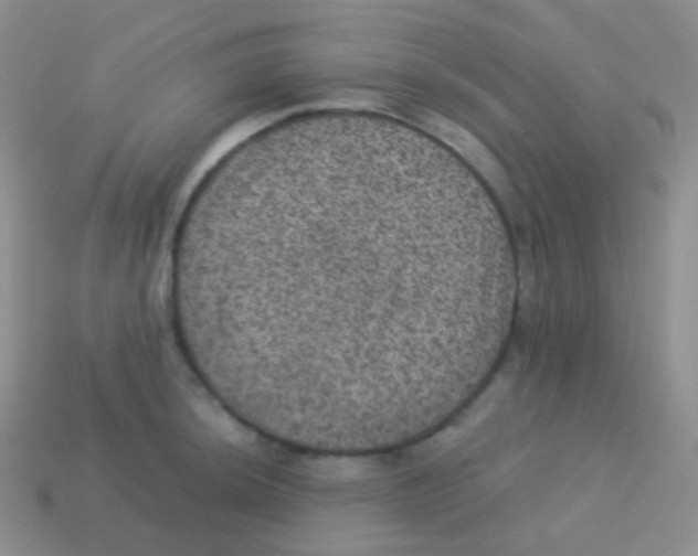 X0000113631044200910162011