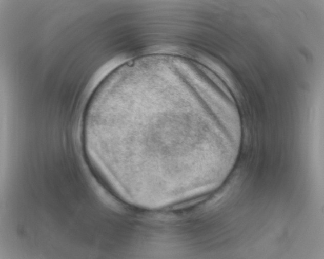 X0000113631050200910162011