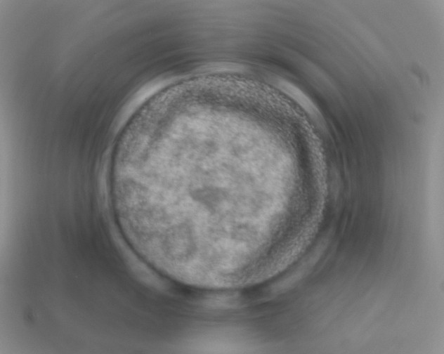 X0000113631055200910162011