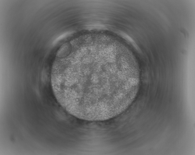 X0000113631063200910162010