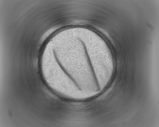 X0000113631066200910162010