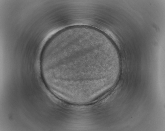 X0000113631072200910162010