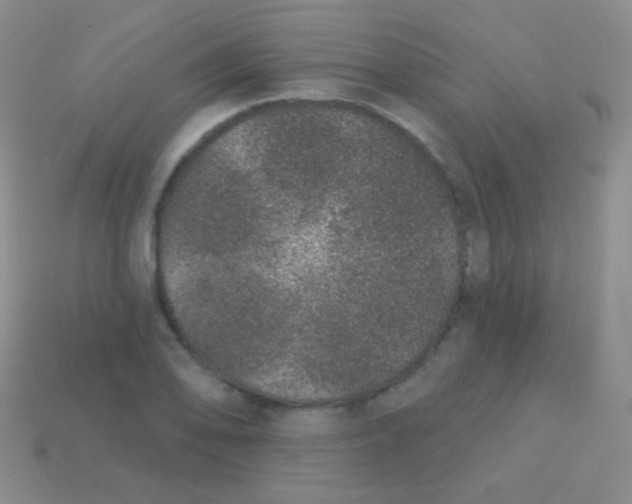 X0000113631078200910162010