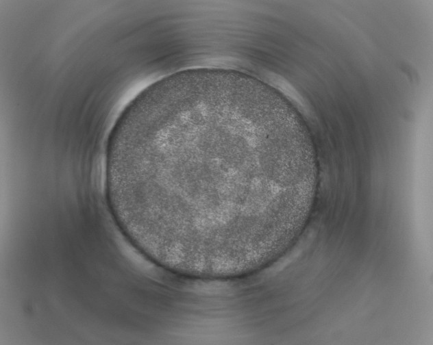 X0000113631079200910162010