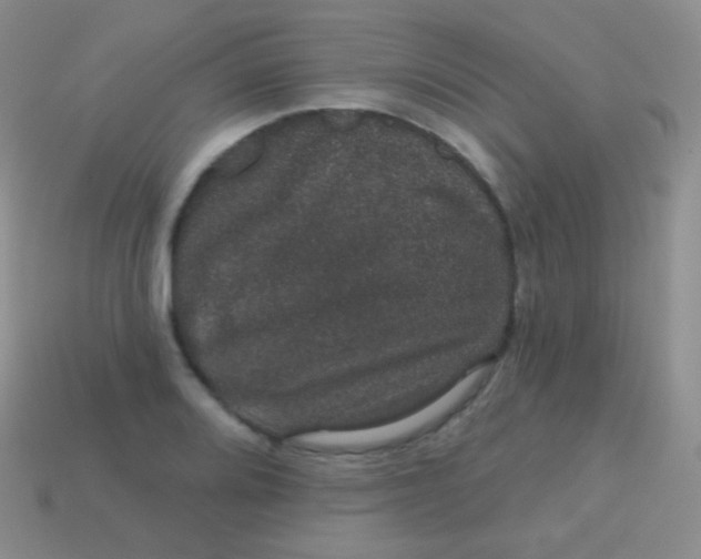 X0000113631080200910162010