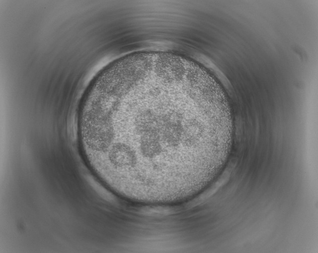 X0000113631083200910162010