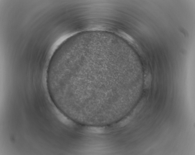 X0000113631086200910162010