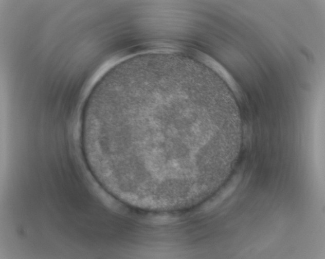 X0000113631099200910162010