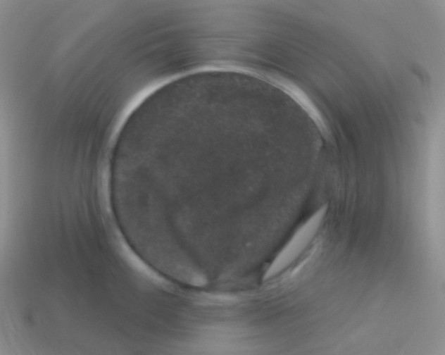 X0000113631100200910162010