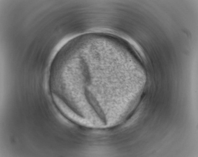 X0000113631102200910162010