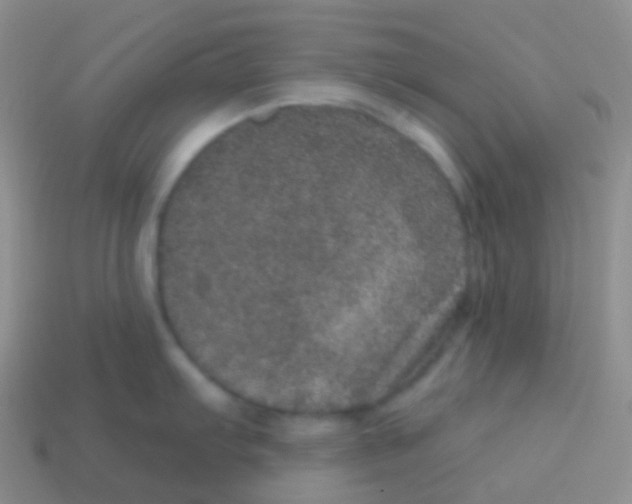 X0000113631103200910162010