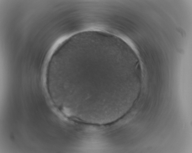 X0000113631104200910162010