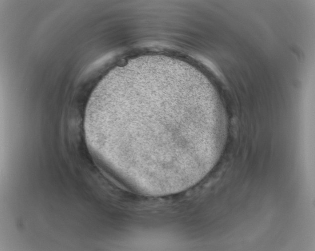 X0000113631111200910162009