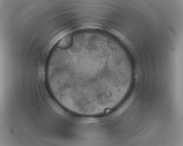 X0000113631113200910162009