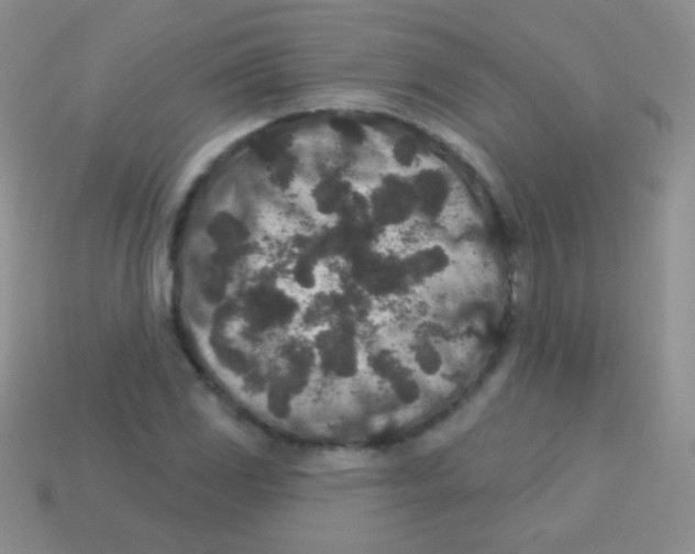 X0000113631117200910162009