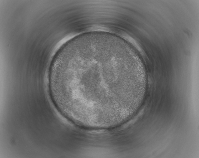 X0000113631133200910162010