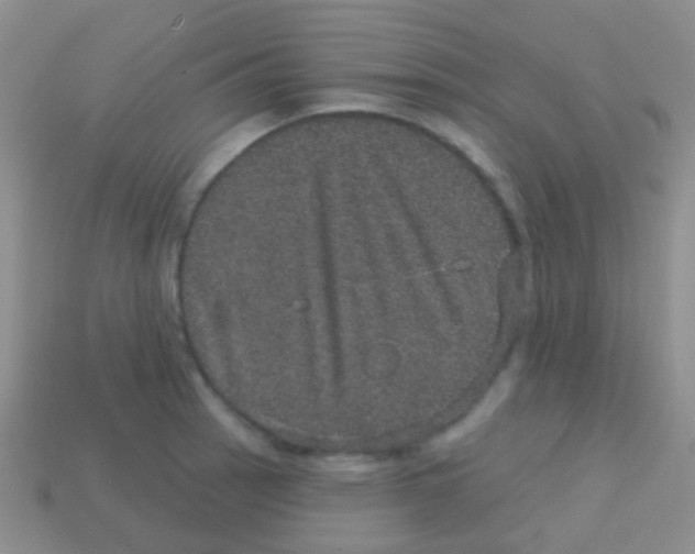 X0000113631137200910162010