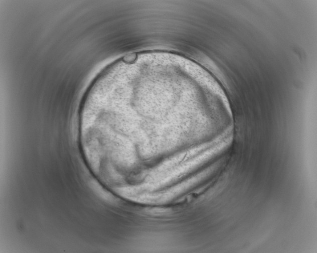 X0000113631140200910162010