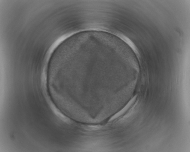 X0000113631144200910162010