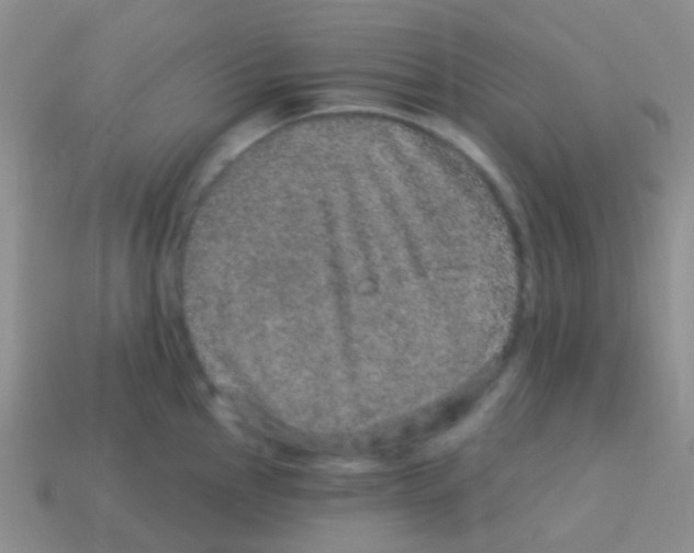 X0000113631145200910162010