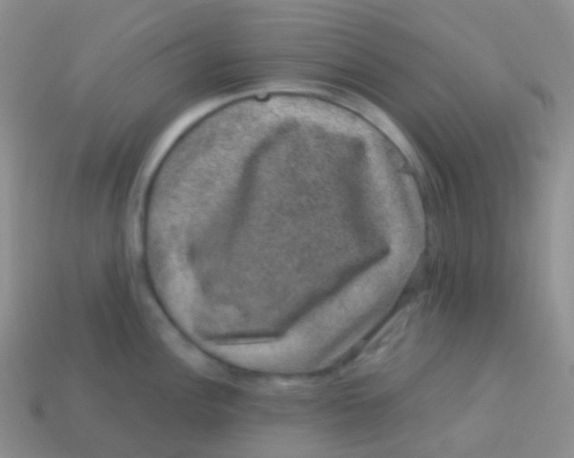 X0000113631148200910162010