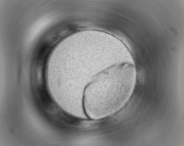 X0000113631150200910162010