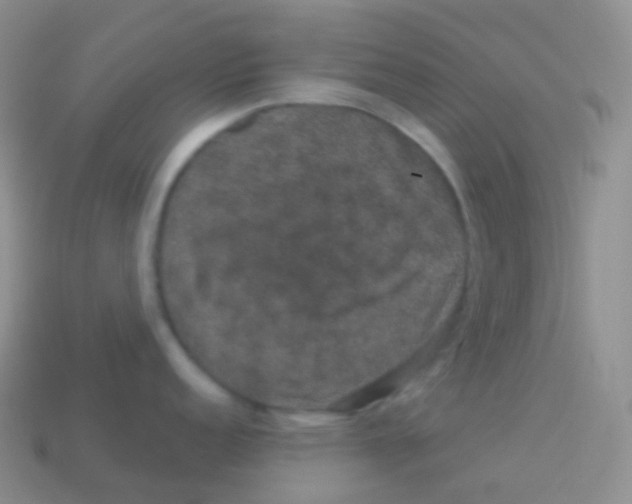 X0000113631152200910162010