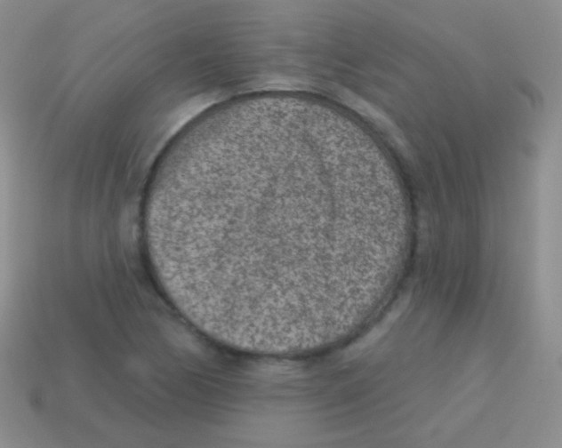 X0000113631170200910162009