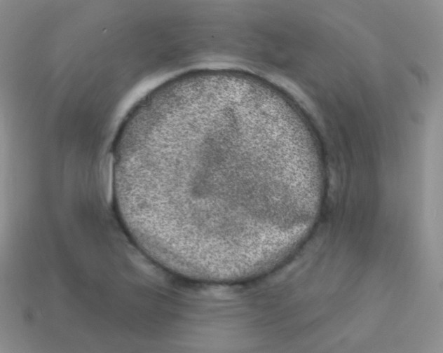 X0000113631175200910162009