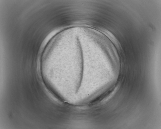 X0000113631196200910162009