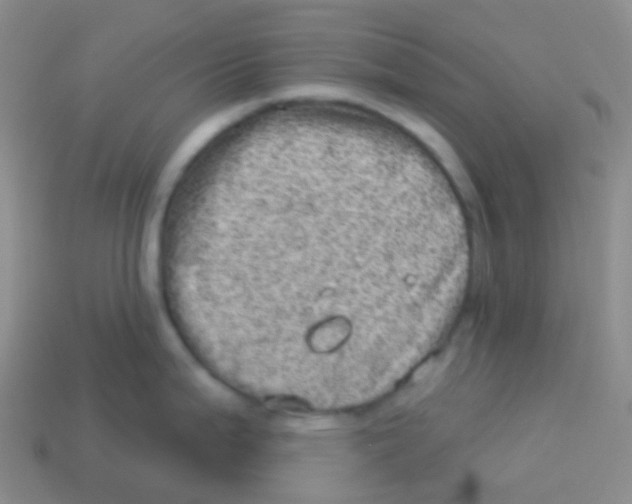 X0000113631199200910162008