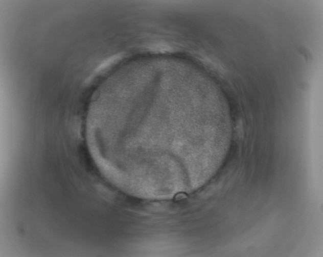 X0000113631205200910162008