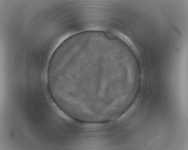 X0000113631236200910162008