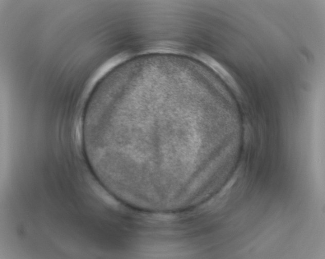 X0000113631238200910162008