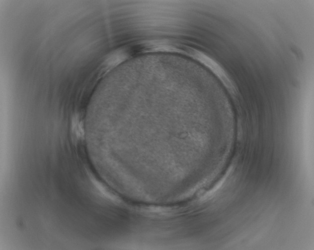 X0000113631241200910162008