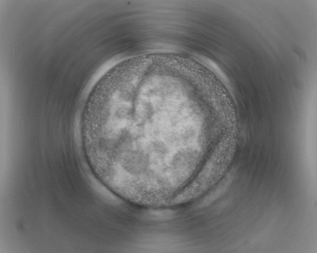 X0000113631243200910162008