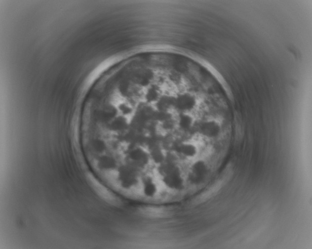 X0000113631245200910162008