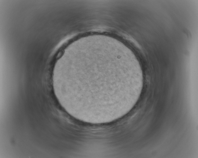 X0000113631256200910162008